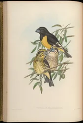 Mycerobas melanozanthos